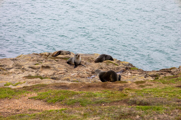 Seehund Familie auf Felsen vor der Küste 
