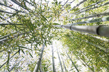 Bambous en perspective qui s'élèvent vers le ciel