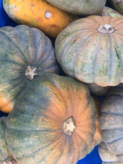 Close-up of a pile of several different gourds and pumpkins. The gourds and pumpkins vary in size,...