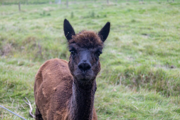 Fototapeta premium Alpakas auf einer Farm sehr nah fotografiert
