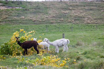 Obraz premium Alpakas auf einer Farm sehr nah fotografiert