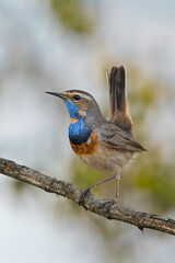 A male Bluethroat sits on the branch and looks toward the camera lens on a spring day with a green-grey background.
