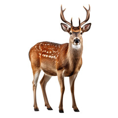 Naklejka na ściany i meble a deer with antlers standing