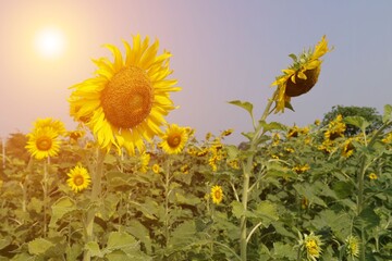 sunflower in the field at sunset background 