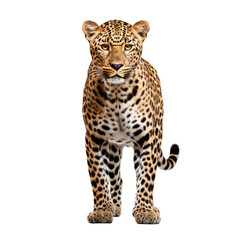 a leopard standing on a white background