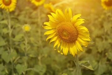 field of sunflowers