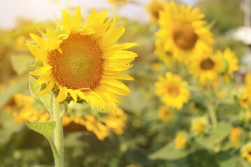 field of sunflowers