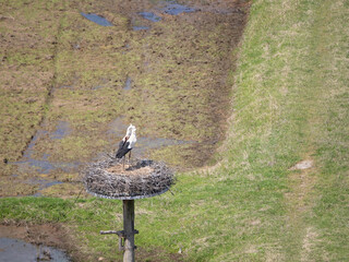 White Stork clattering on artificial nest tower