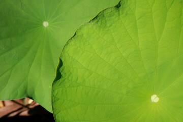 Lotus leaves with natural light in the morning. Close-up green lotus leaves texture with copy...