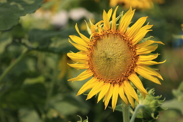 sunflower in the field