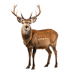 a deer with antlers standing on a white background