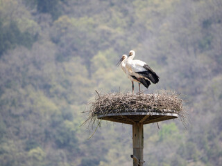 Pair of White Storks standing on artificial nest tower