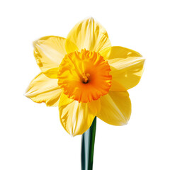 a yellow flower with a green stem