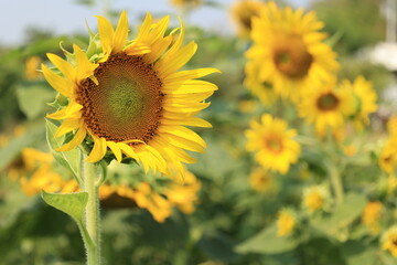 sunflower in the field