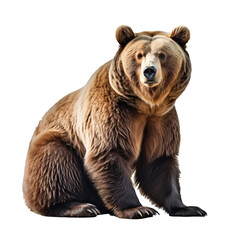 Obraz premium a bear sitting on the ground