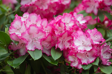 różowy rododendron na wiosne,  rhododendron - obrazy, fototapety, plakaty