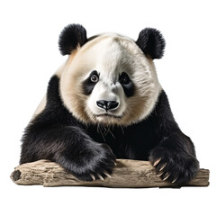 a panda bear holding a piece of wood