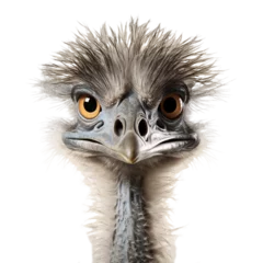 Fotobehang a close up of an ostrich's head © Dumitru
