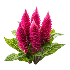 a close up of a plant
