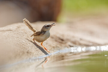 Black chested Prinia standing backlit along waterhole in Kruger National park, South Africa ; Specie Prinia flavicans family of Cisticolidae