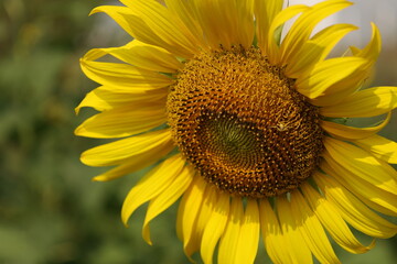 sunflower with bee