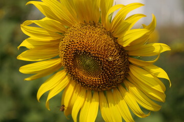 Fototapeta premium sunflower with bee