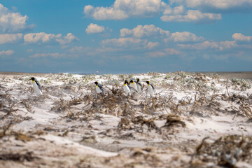 King Penguins (Aptenodytes patagonicus) making their way from the beach to a colony.