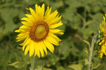 field of sunflowers