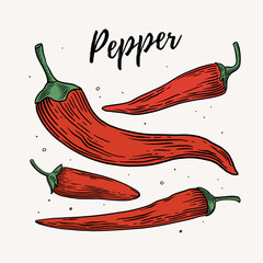 Set of drawn hot chili peppers of different sizes and shapes. Organic and vegetarian foods. Can be used for menu design, farmers markets and shops. Vintage vector illustration of vegetables. - 786009706