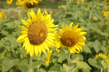 field of sunflowers