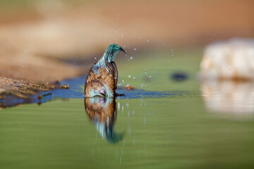 Blue-breasted Cordonbleu bathing front view in waterhole in Kruger National park, South Africa ;...