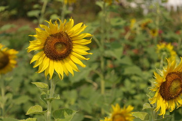 field of sunflowers