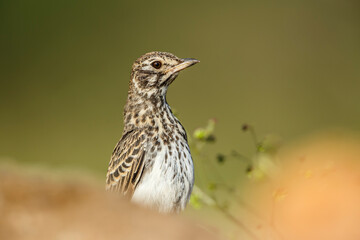 Bush Pipit close up with blur foreground in Kruger National park, South Africa ; Specie family Anthus caffer of Motacillidae