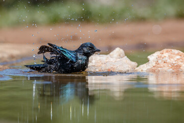 Cape Glossy Starling juvenile bathing in waterhole in Kruger National park, South Africa ; Specie Lamprotornis nitens family of Sturnidae