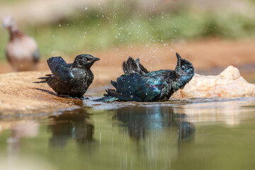 Two Cape Glossy Starling juvenile bathing in waterhole in Kruger National park, South Africa ; Specie Lamprotornis nitens family of Sturnidae