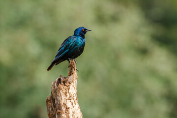 Cape Glossy Starling standing on a log isolated in natural background in Kruger National park, South Africa ; Specie Lamprotornis nitens family of Sturnidae