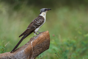 Great Spotted Cuckoo standing side view on a log in Kruger National park, South Africa ; Specie Clamator glandarius family of Cuculidae