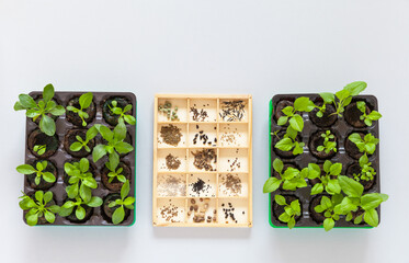Top view of seedlings of two types of garden flowers aster and osteospermum in peat tablets and set of various seeds in wooden box on table. Spring sowing work in garden. Flat lay, copy space, closeup