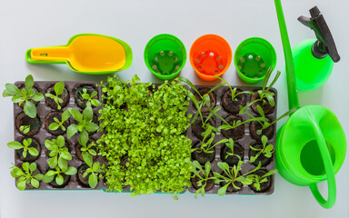 Spring garden work. Top view of decorative flower seedlings in peat tablets, watering can, plastic pots and scoops on a light table. Gardening as a hobby. Flat lay, close-up