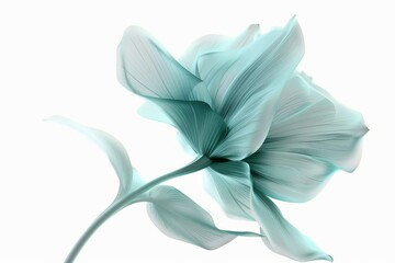 Delicate turquoise flower blooming gracefully against a soft white backdrop.