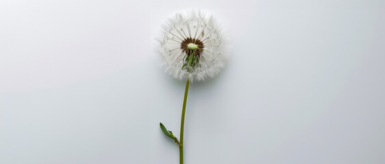 Single dandelion seed head on white background