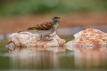 Southern Grey-headed Sparrow standing on a rock in middle of waterhole in Kruger National park, South Africa ; Specie family Passer diffusus of Passeridae