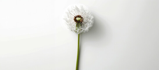 Single dandelion seed head on white background