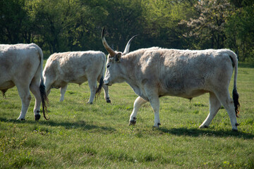 Hungarian grey cattle in the field.