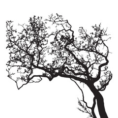 tree silhouette - 786017394