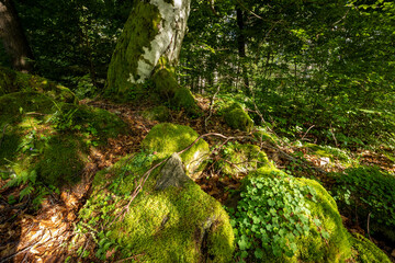 The roots and tree trunk in a forest