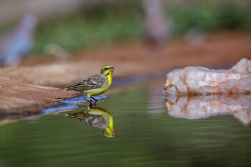 Yellow fronted Canary standing in waterhole with reflection in Kruger National park, South Africa ; Specie Crithagra mozambica family of Fringillidae