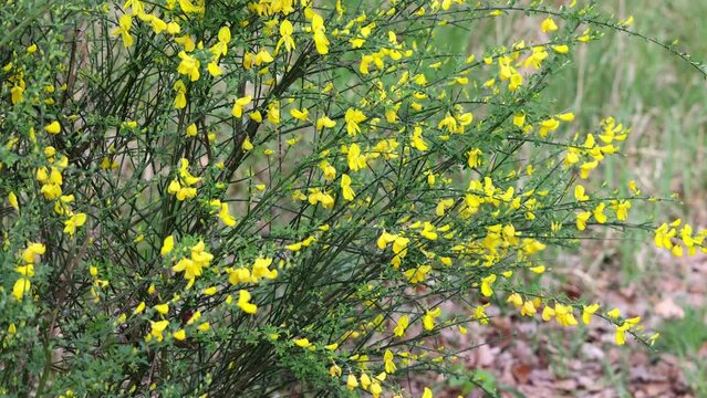 A yellow bush with many flowers is in a field