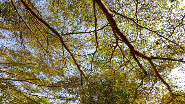 Worms view of big Terminalia ivorensis (or black afara) during the day. Early Spring, fresh green leaves