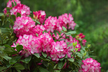 różowy rododendron w ogrodzie	 - obrazy, fototapety, plakaty
